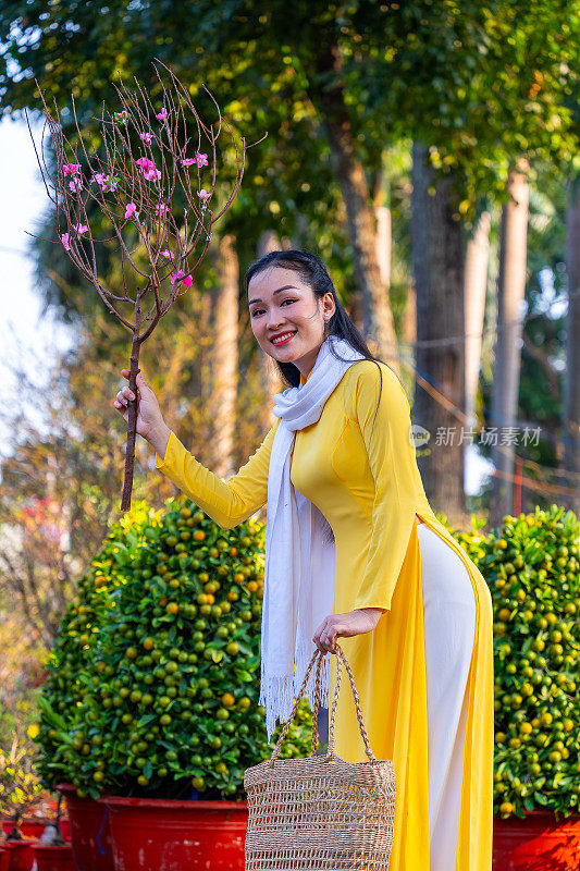 越南女孩穿着传统的ao dai服装，手持花枝在越南享受新年。春节和新年。